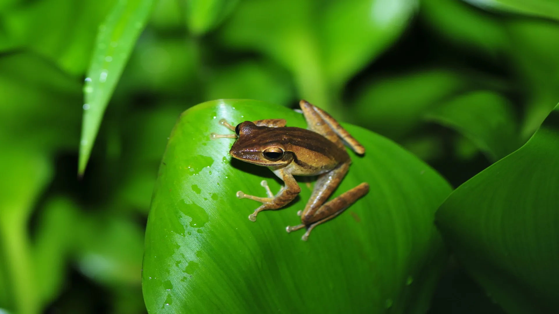 Study of 40,000 Sites and 5,100 Species Finds Climate Change Impact Far Worse Than Expected 1