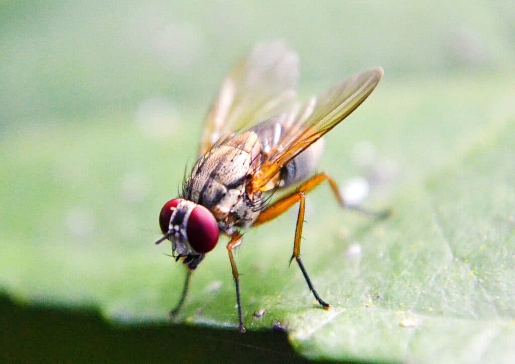 康乃爾大學破解昆蟲飛行穩定機制,為撲翼無人機設計開闢全新路徑 1