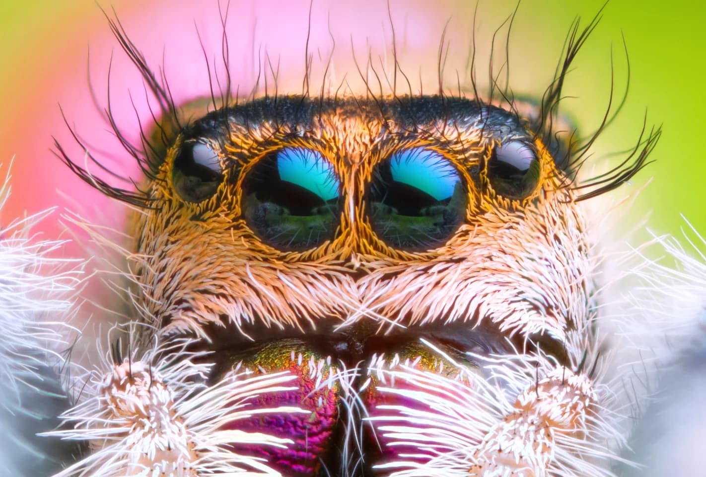 Jumping Spider Eyes Inspire Ultra-Low-Power 3D Depth-Sensing Camera for Drones and Robotics 1
