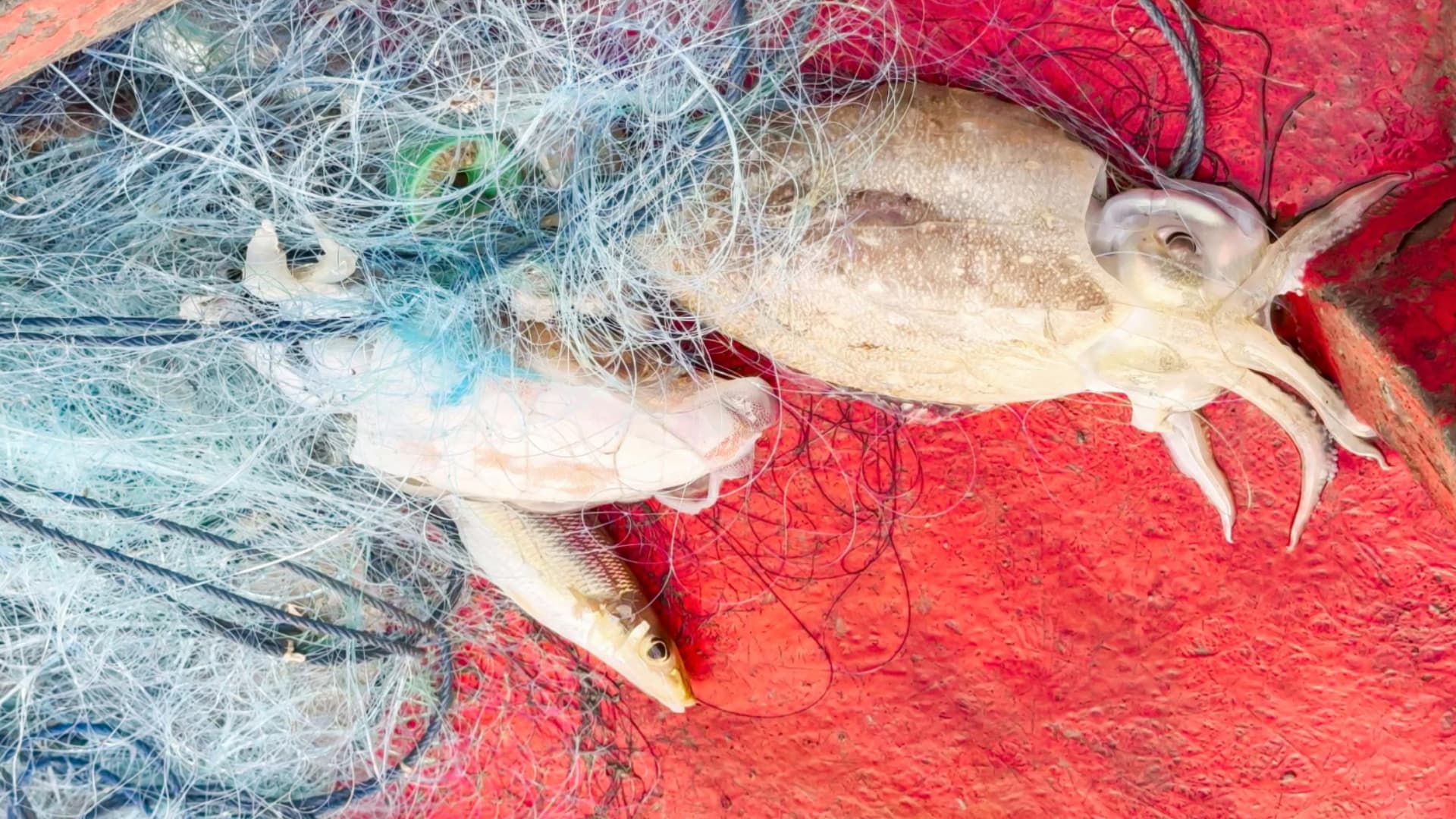 World's First Humanlike Smart Squid-Jigging Robot Begins 90-Day Sea Trial in Northwest Pacific