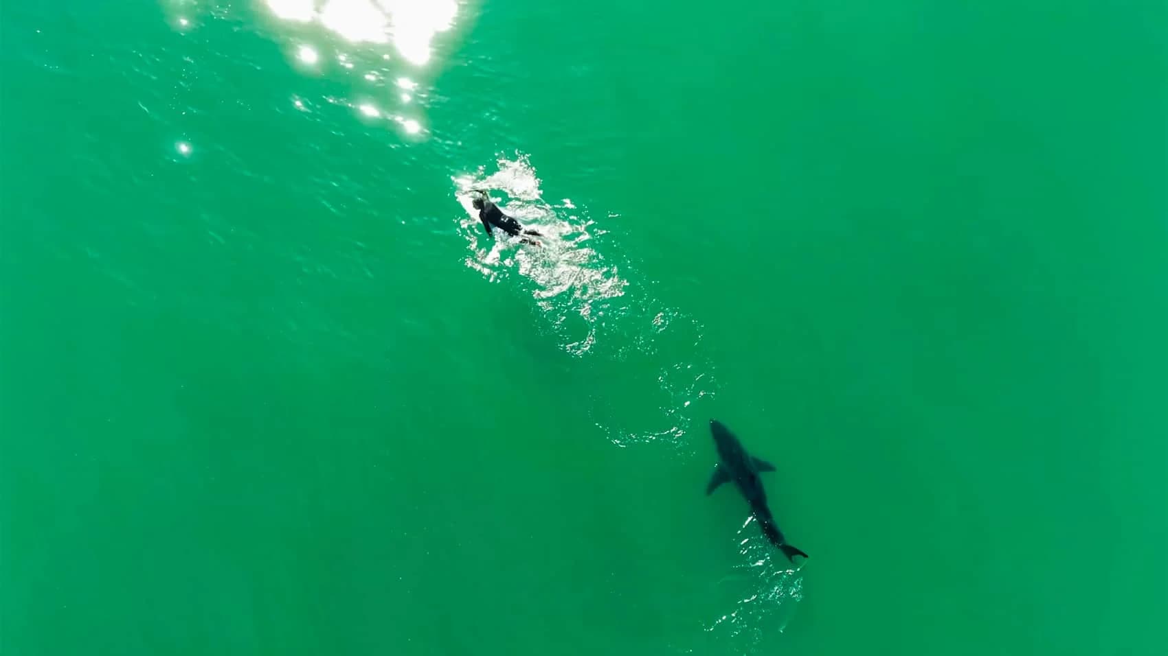 Drone Pilot Uses Propeller Noise to Warn Surfer of Circling Shark