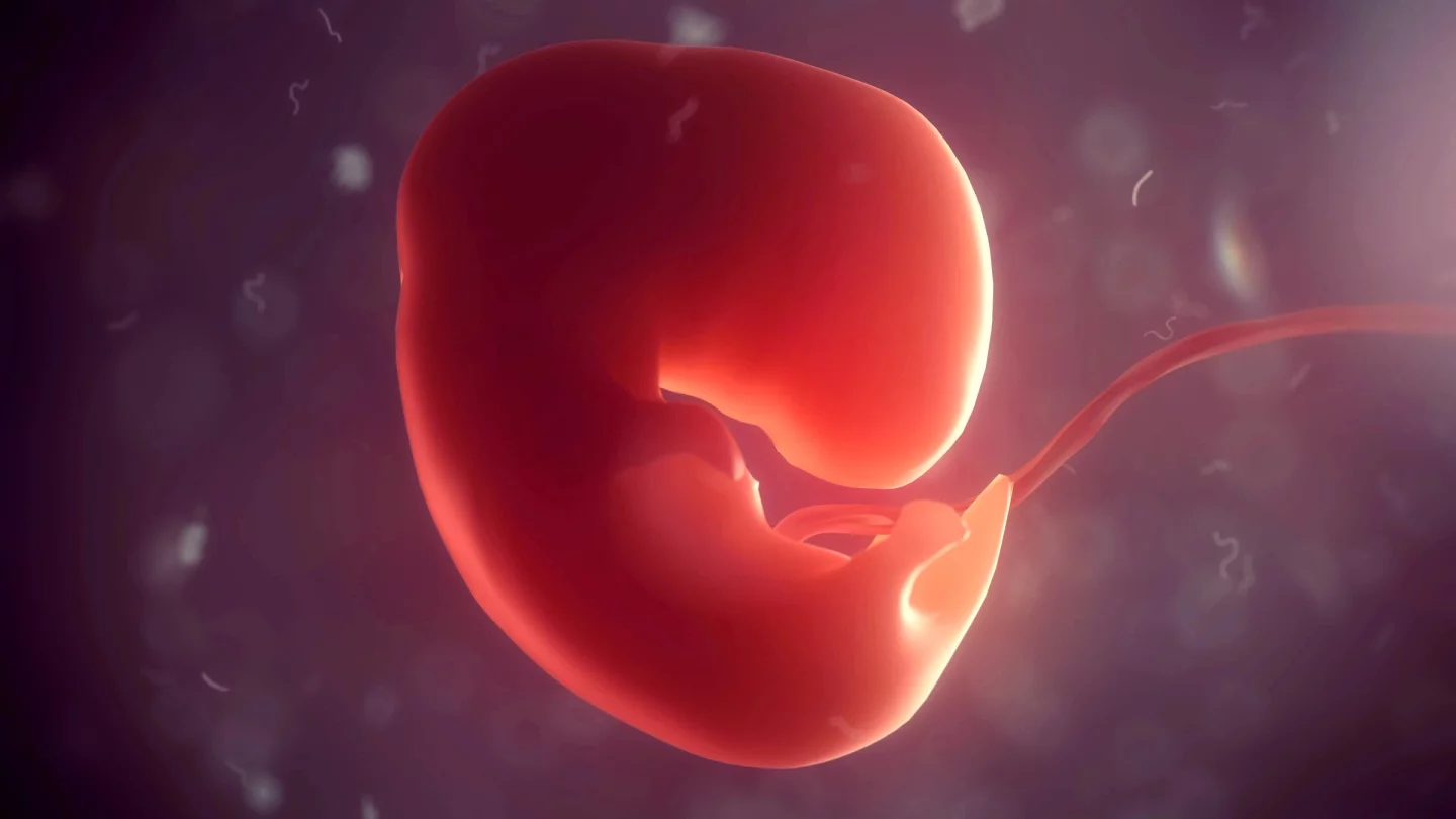 World First: Lab-Grown Human Embryo Disc Model Can Cultivate Organ Seed Cells 1