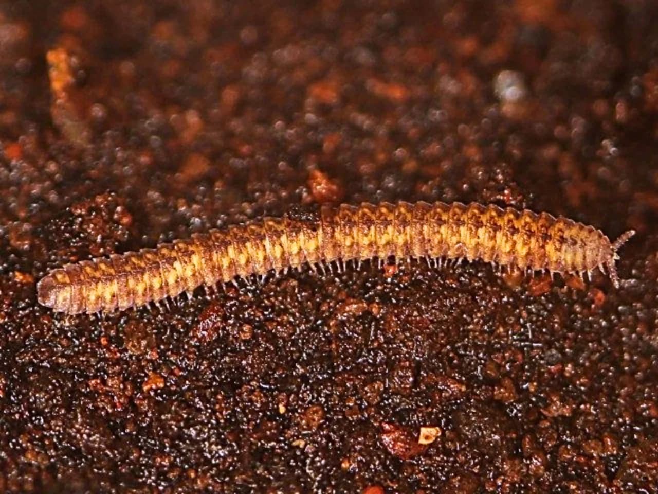 Rare 'White Whale' Specimens Overturn Millipede Evolutionary Timeline 1