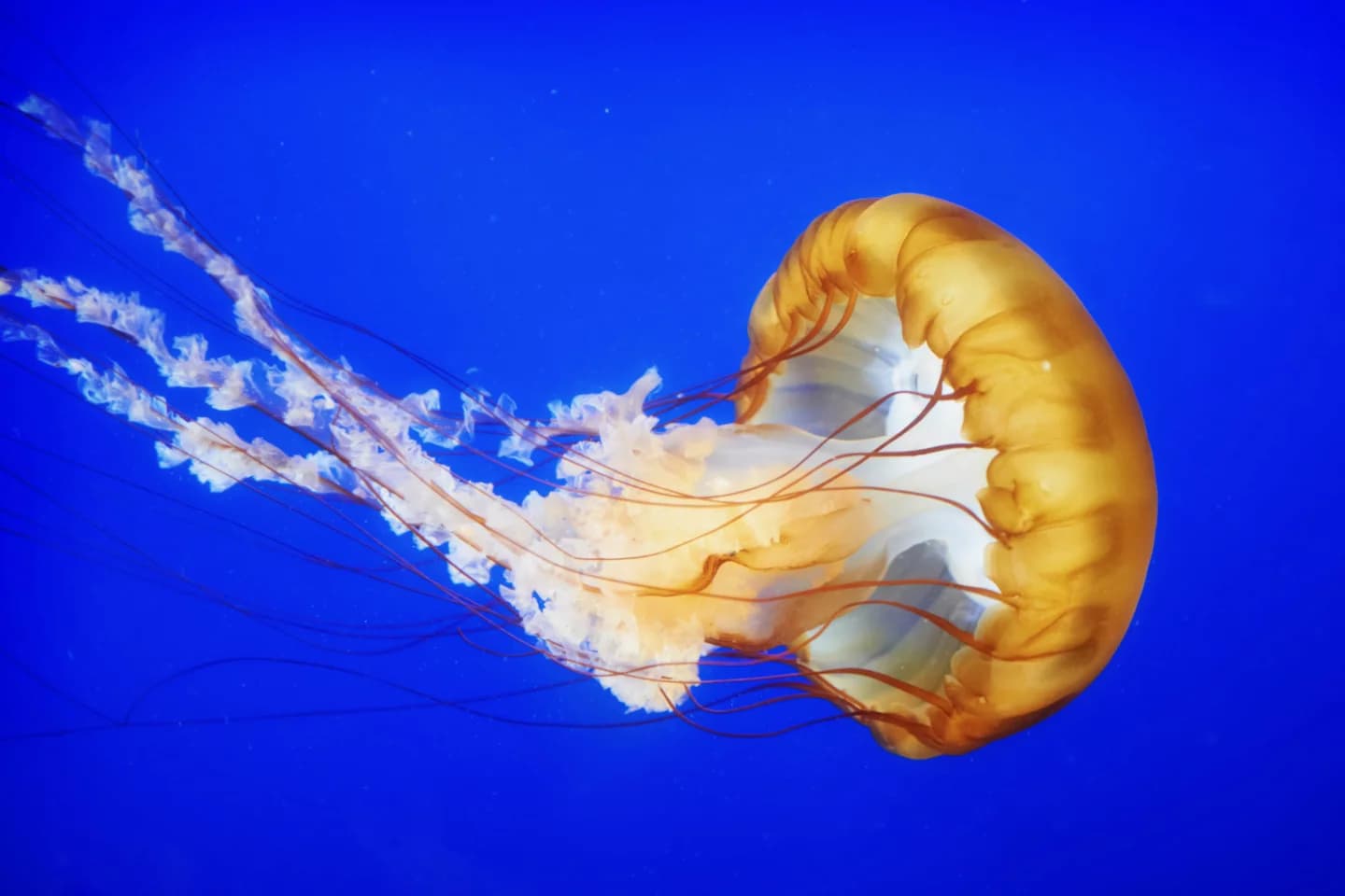 Electromagnetic Buoy Paralyzes Jellyfish to Protect Beachgoers from Stings 1
