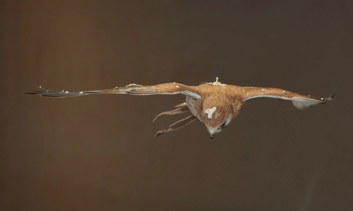 Biomimetic Robotic Bird May Solve Drones' Biggest Aerodynamic Challenge 1