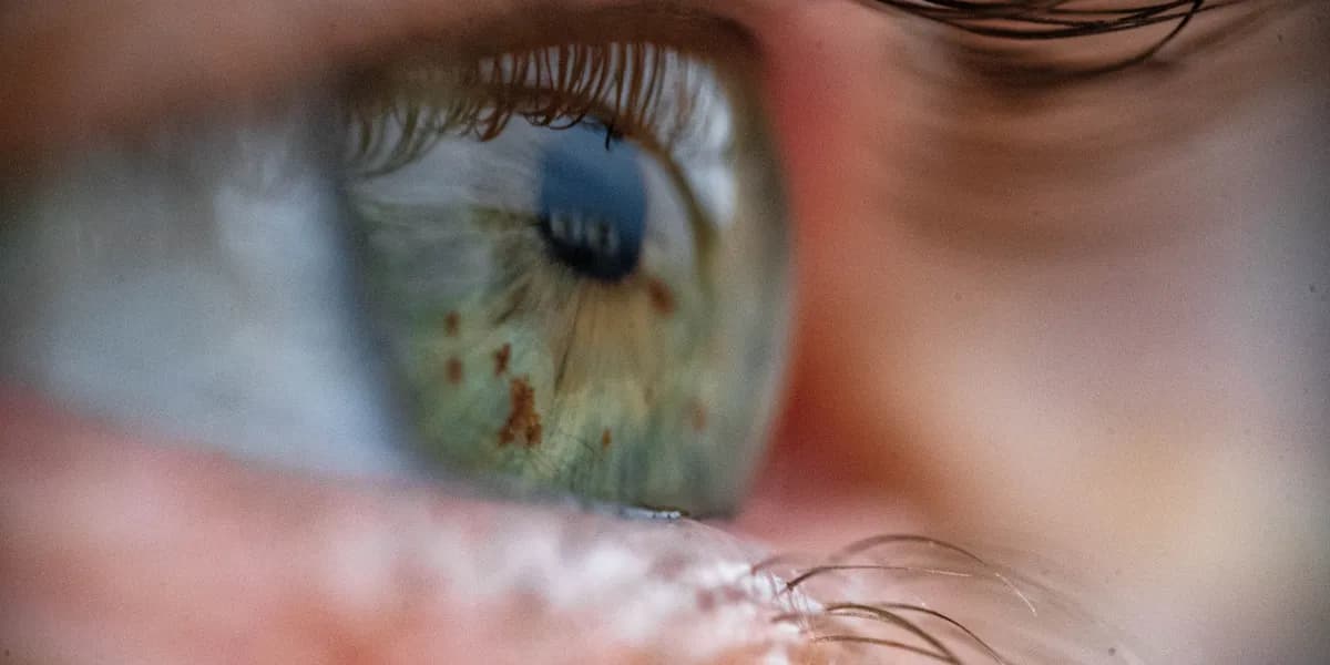 Revolutionary Eye Preservation Device Could Make Whole-Eye Transplants a Reality 1