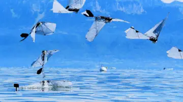 Flapping-Wing Robot Mimics Diving Birds to Achieve Both Swimming and Flight