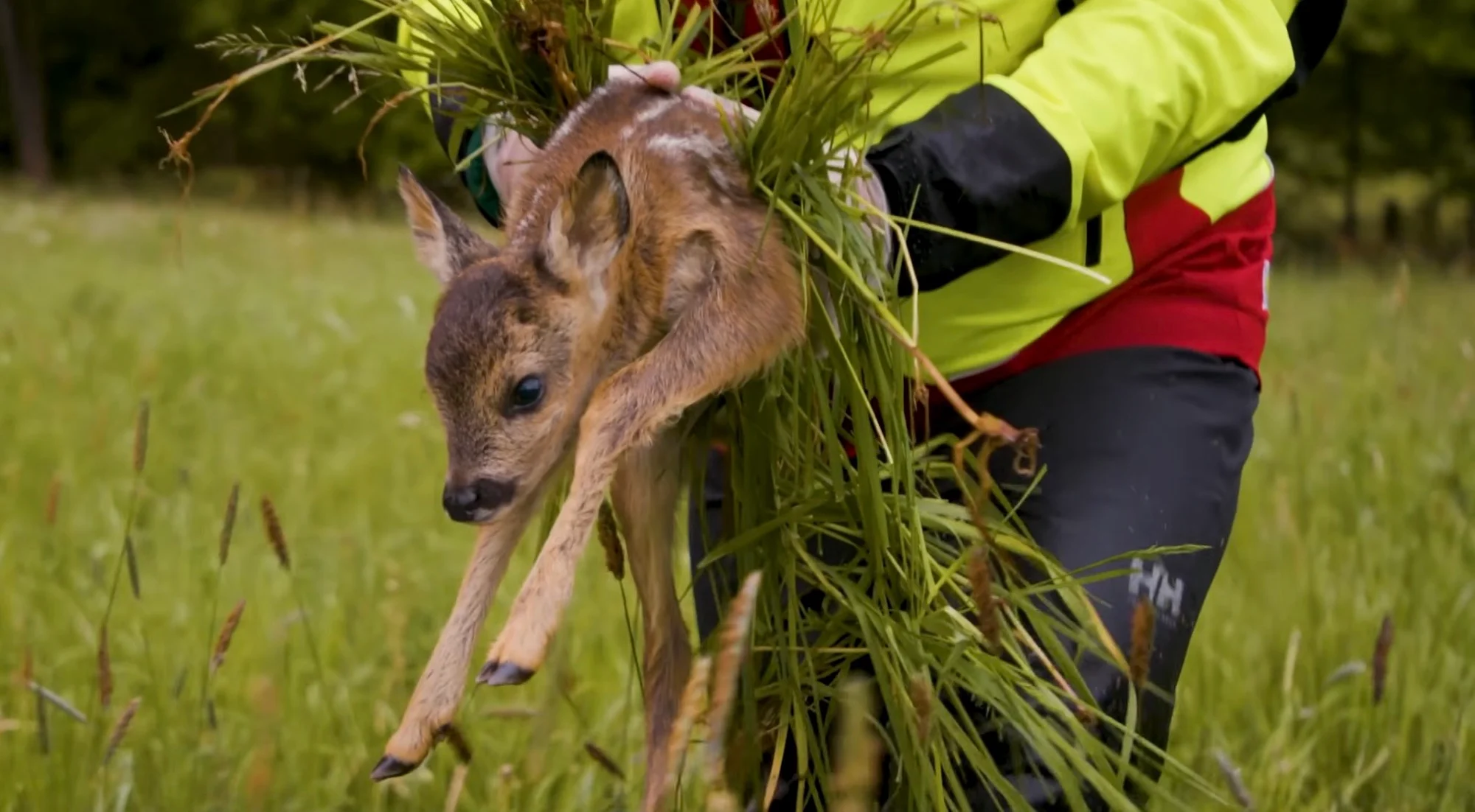 DJI Matrice 4 Drones Help German Volunteers Rescue 20x More Fawns Before Mowing Season 1