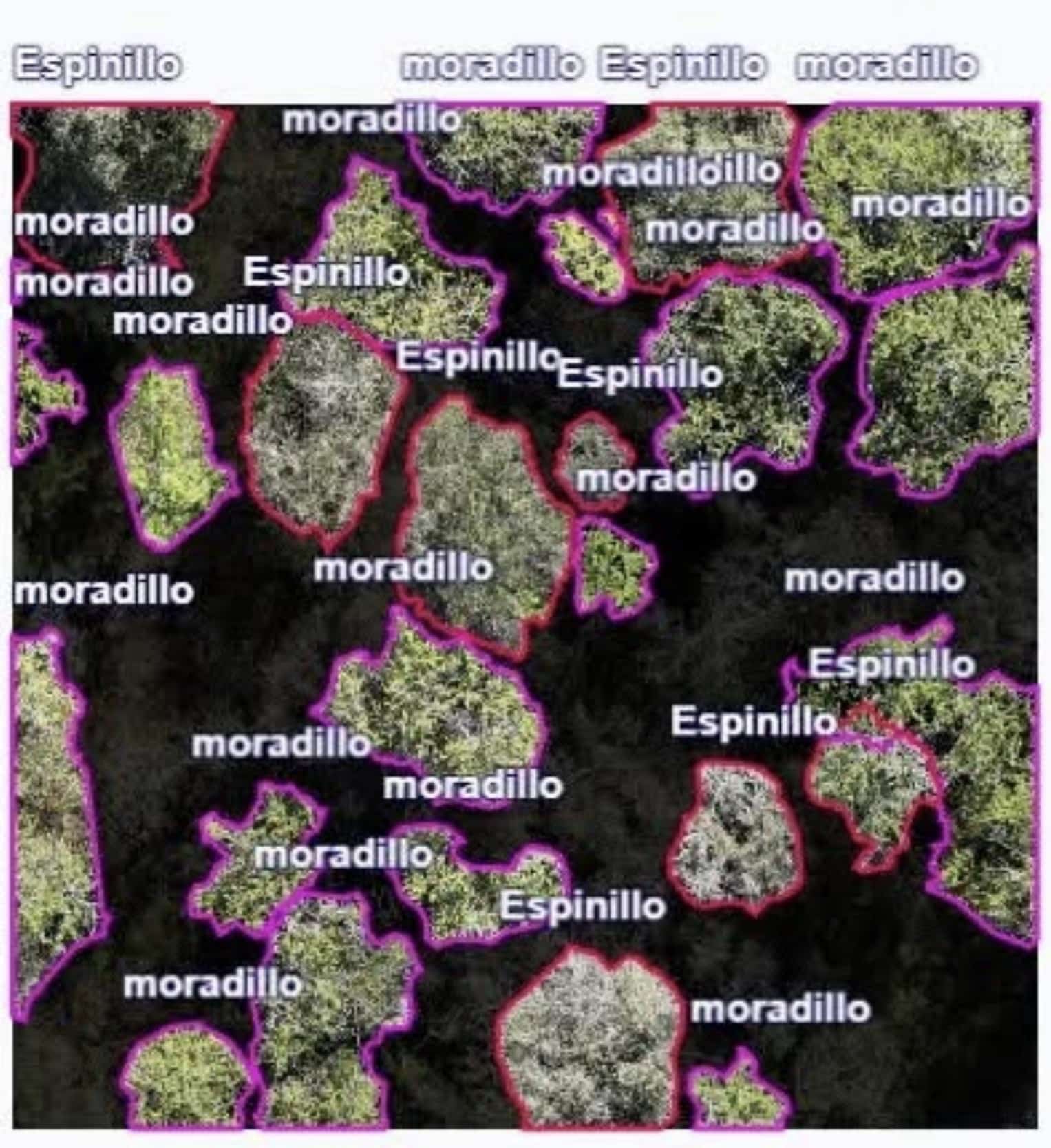 DJI Matrice 4E and Open-Source Software Used to Survey 130 Hectares and Identify 29 Native Plant Species 1