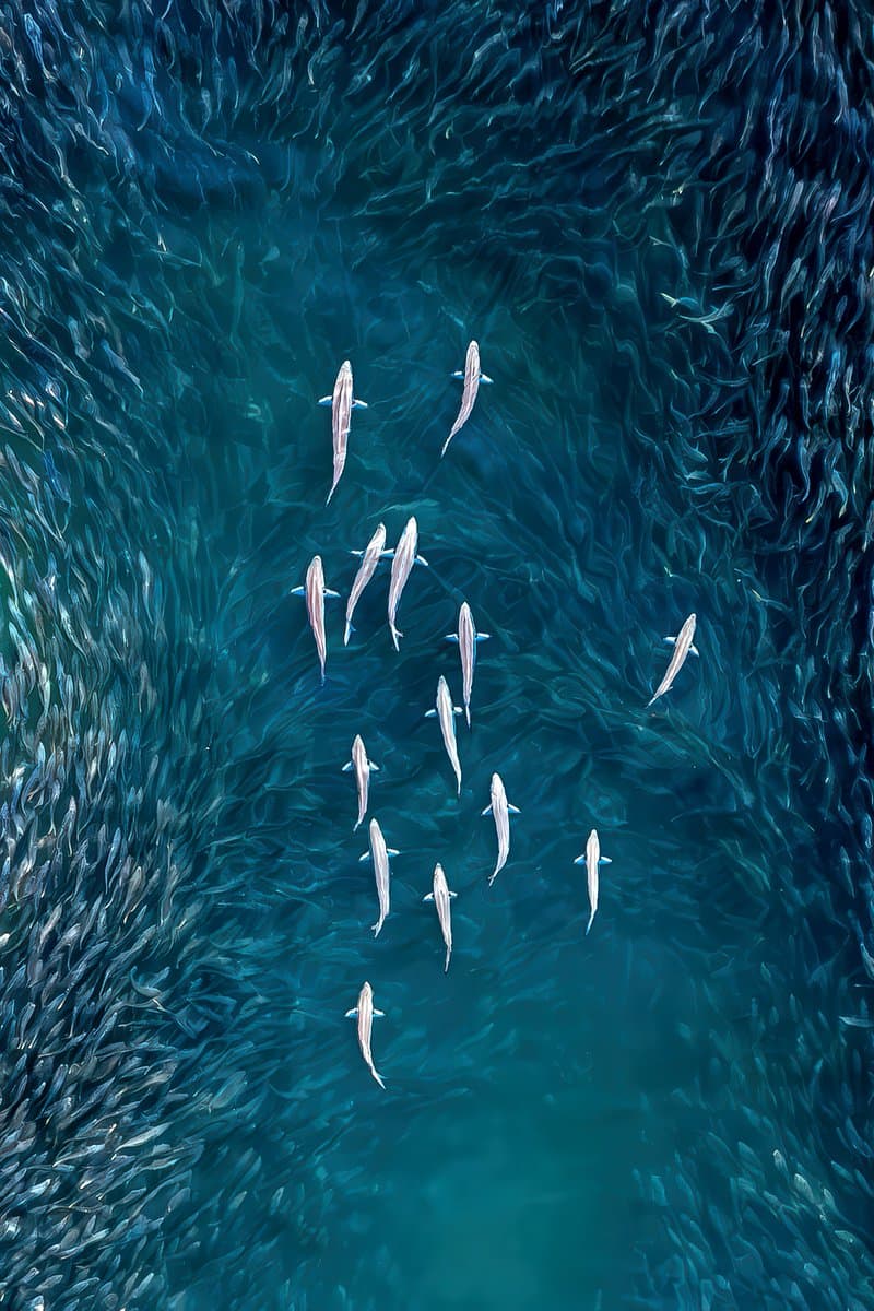 驚豔空拍:紐約南安普敦外海藍魚獵食鯡魚的壯觀畫面 1